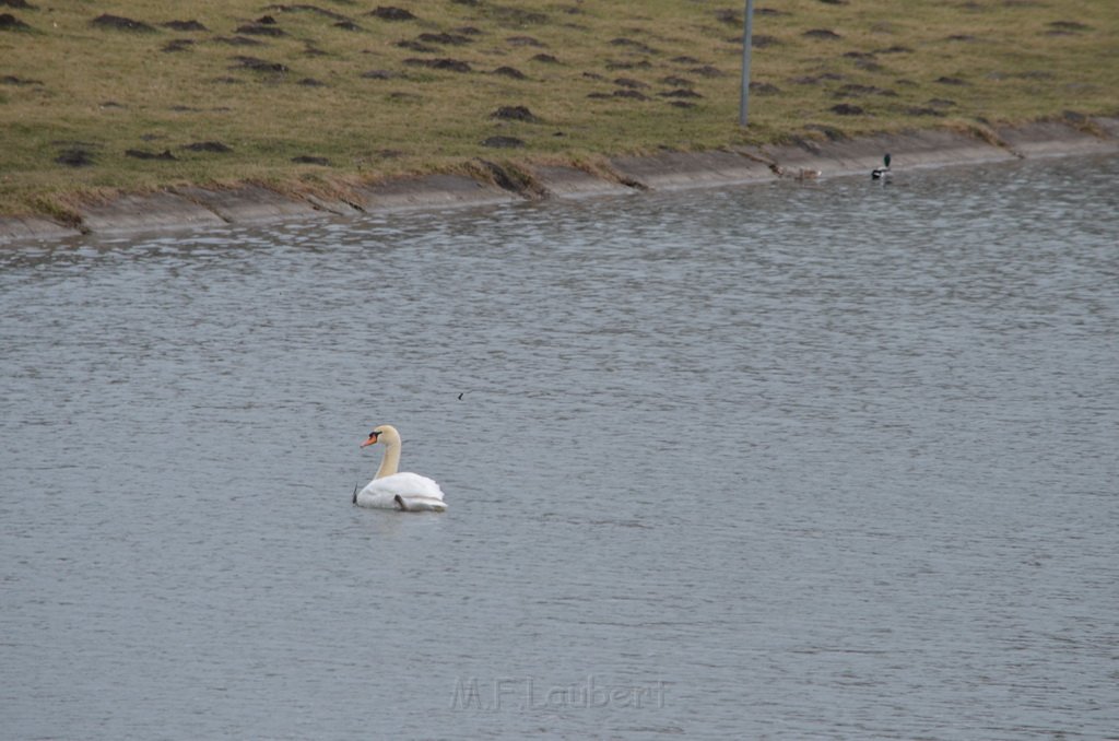 Einsatz BF Schwan mit Angelschnur Koeln Decksteiner Weiher P37.JPG - Miklos Laubert